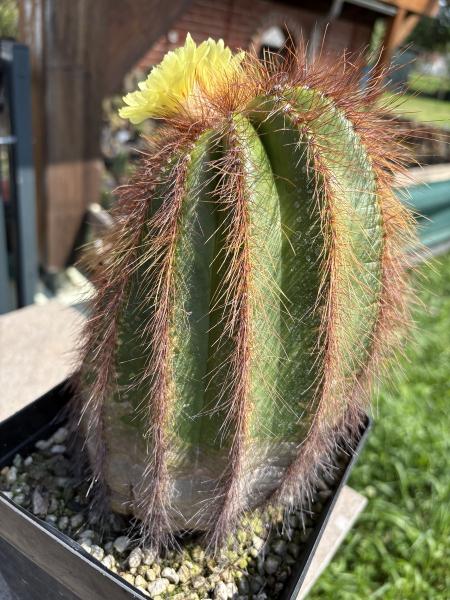 Parodia warasii